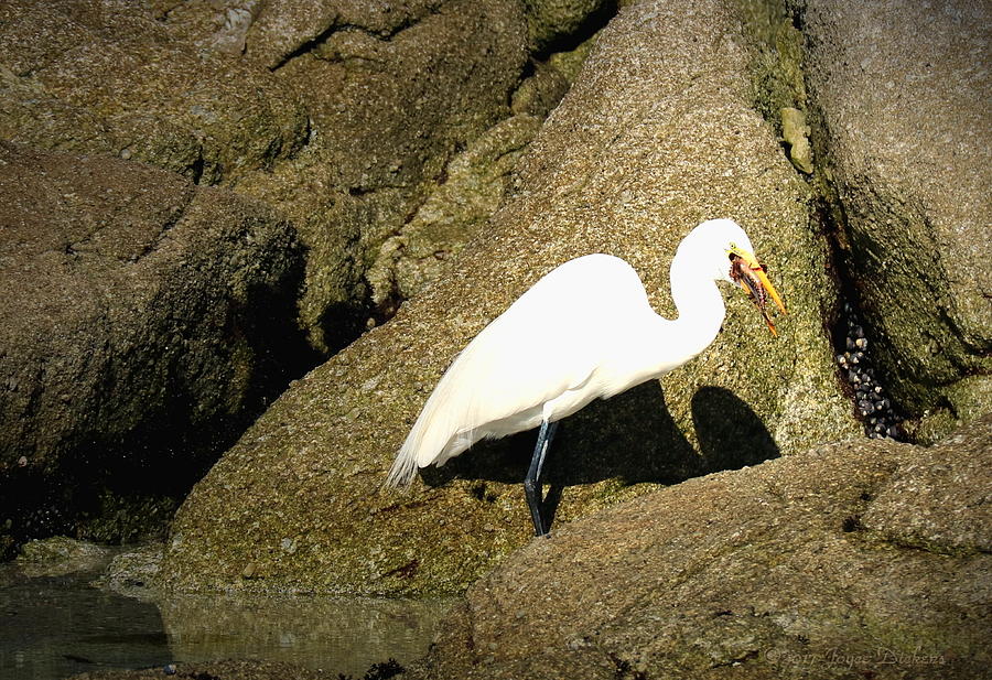 Egret Eating His Catch Photograph by Joyce Dickens