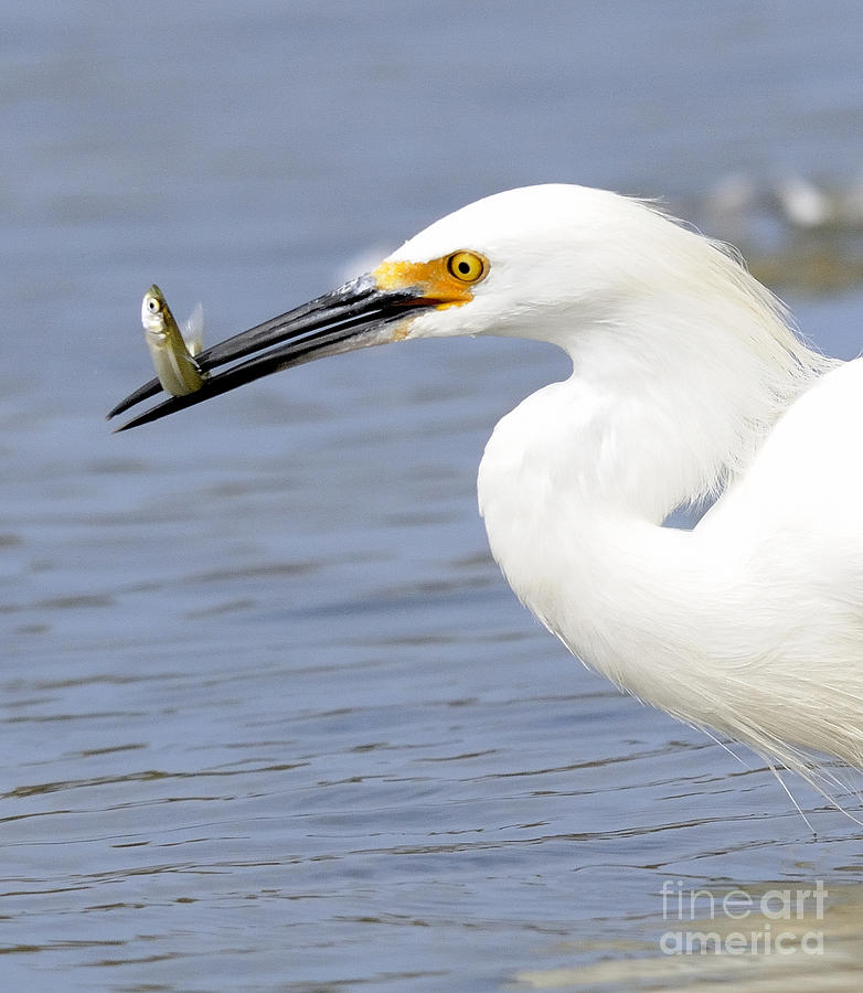 Egret Eating Photograph by Marc Bittan