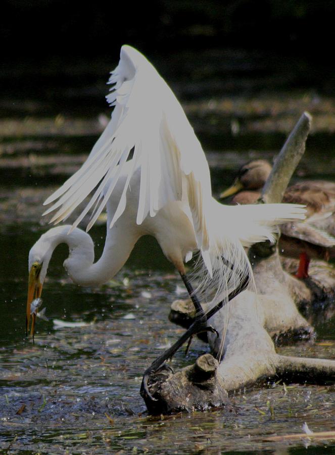 Egret Eats Photograph by Christopher J Kirby