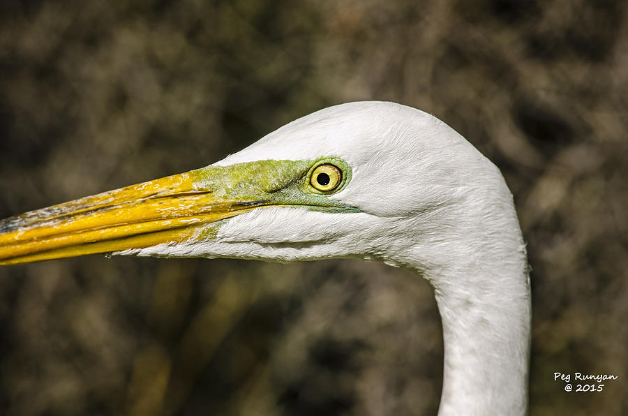 Egret Eye Photograph by Peg Runyan