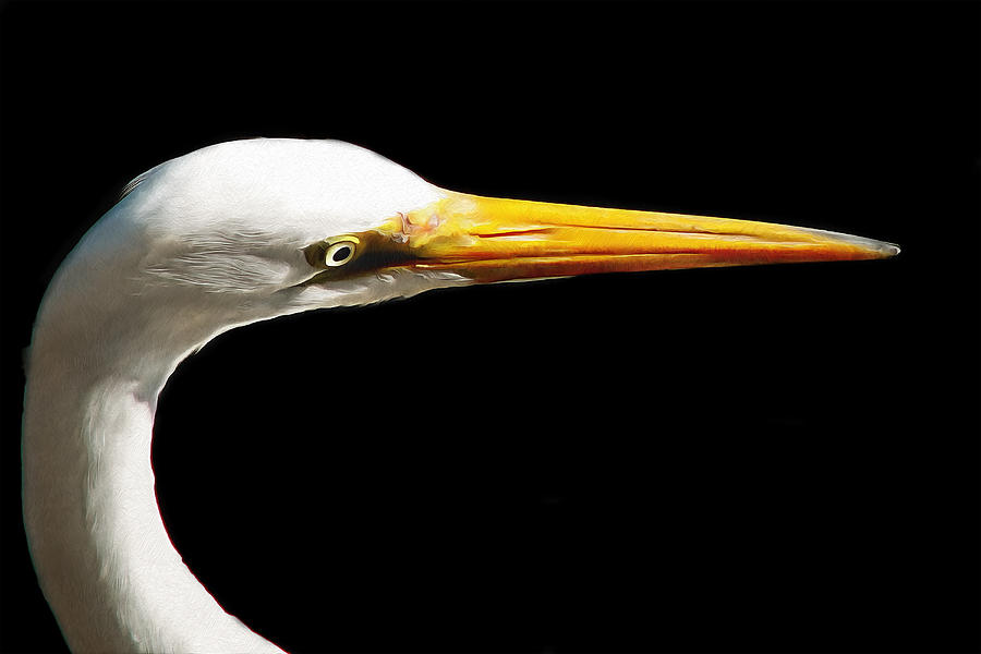 Egret Eye Digital Art by Ronald Bolokofsky