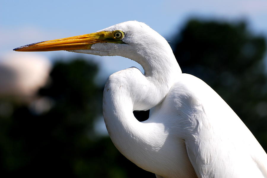 Egret Facing Left Photograph by Teresa Blanton