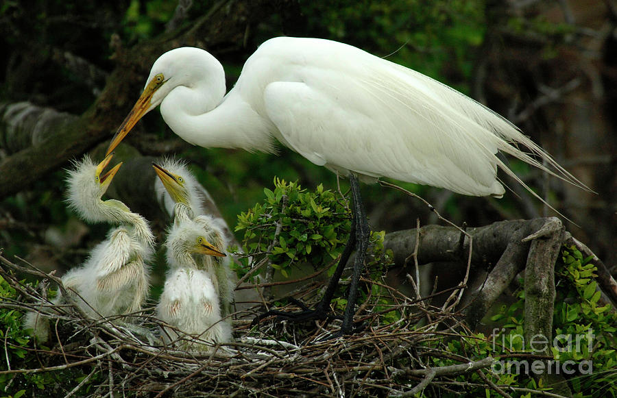 Majestic Great White Egret Family Photograph by Bob Christopher