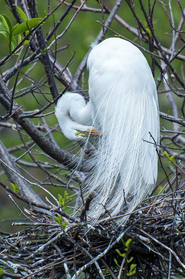 Egret Feather Finery 3 3952 Photograph by Ginger Stein