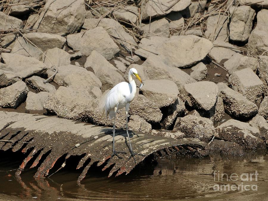 Egret Fishing Photograph by Al Powell Photography USA