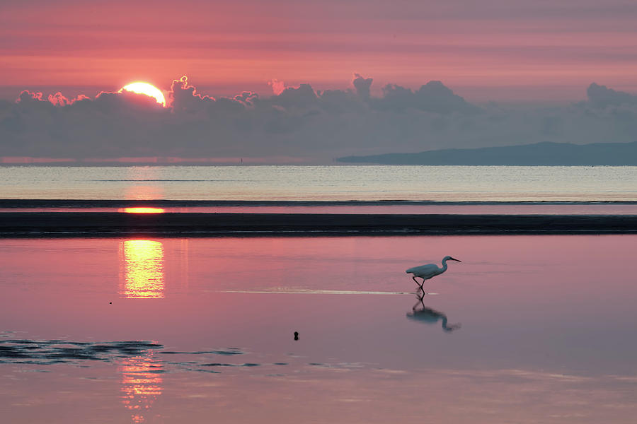 Egret Fishing At Dawn Photograph