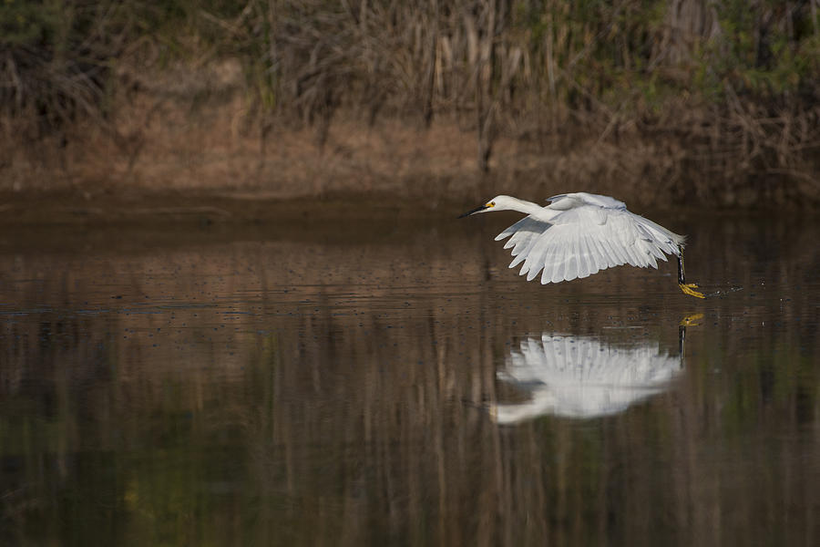 Egret flies across the ponds. Photograph by Ruth Jolly