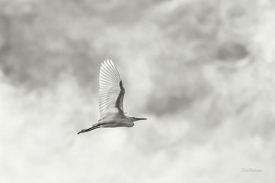 Egret Flight Photograph by Bill Roberts