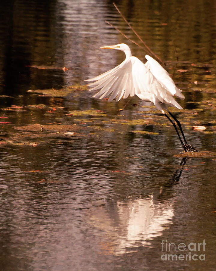 Egret Flight Photograph by Susan Cliett