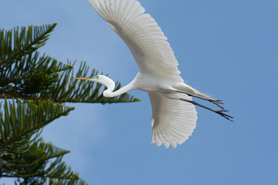 Egret Fly By Photograph by Fraida Gutovich