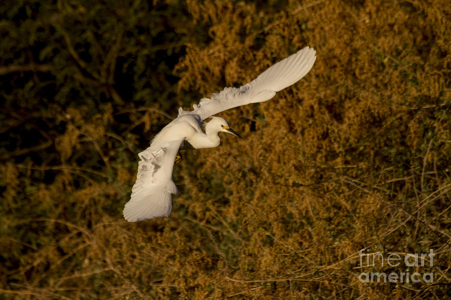 Egret Photograph - Egret flying above the golden trees by Ruth Jolly