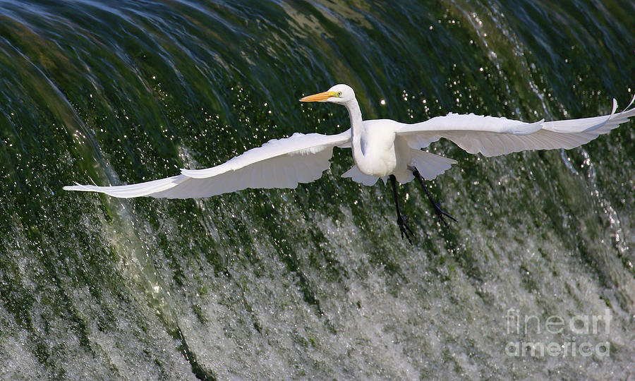 Egret Flying at Falls  3923 Photograph by Jack Schultz