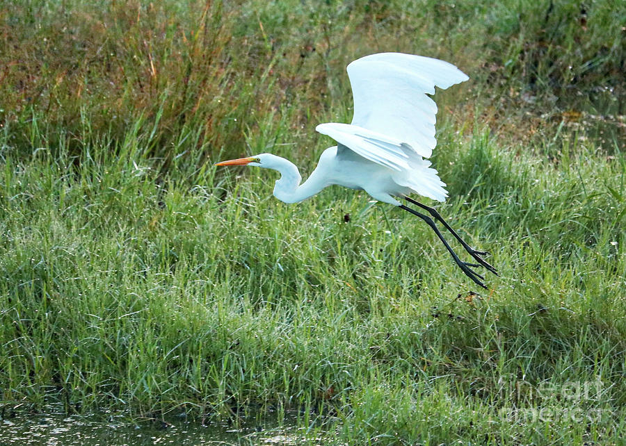 Egret Flying Photograph by Carol Groenen