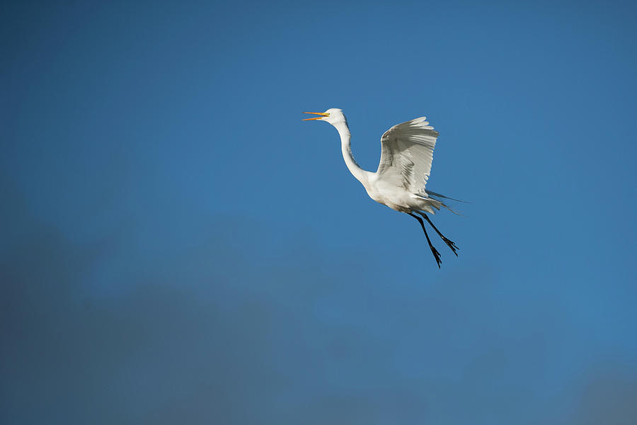  Egret Flying Photograph by Catherine Lau