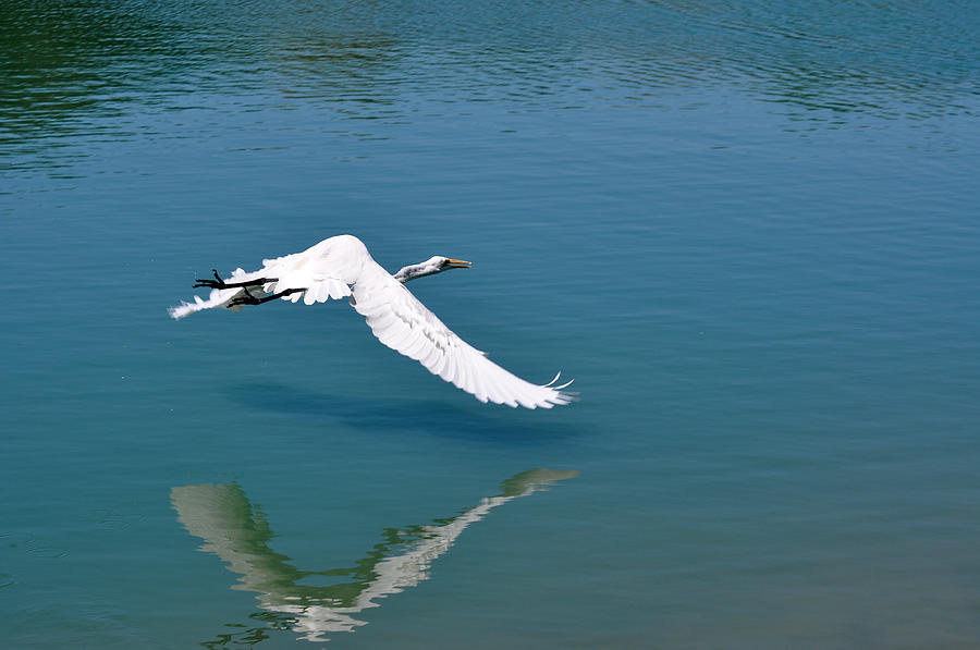 Egret Flying Photograph by Teresa Blanton