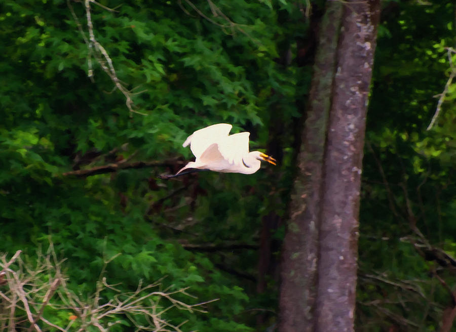 Egret Digital Art - Egret Flying With A Caught Fish Digital Oil by Flees Photos