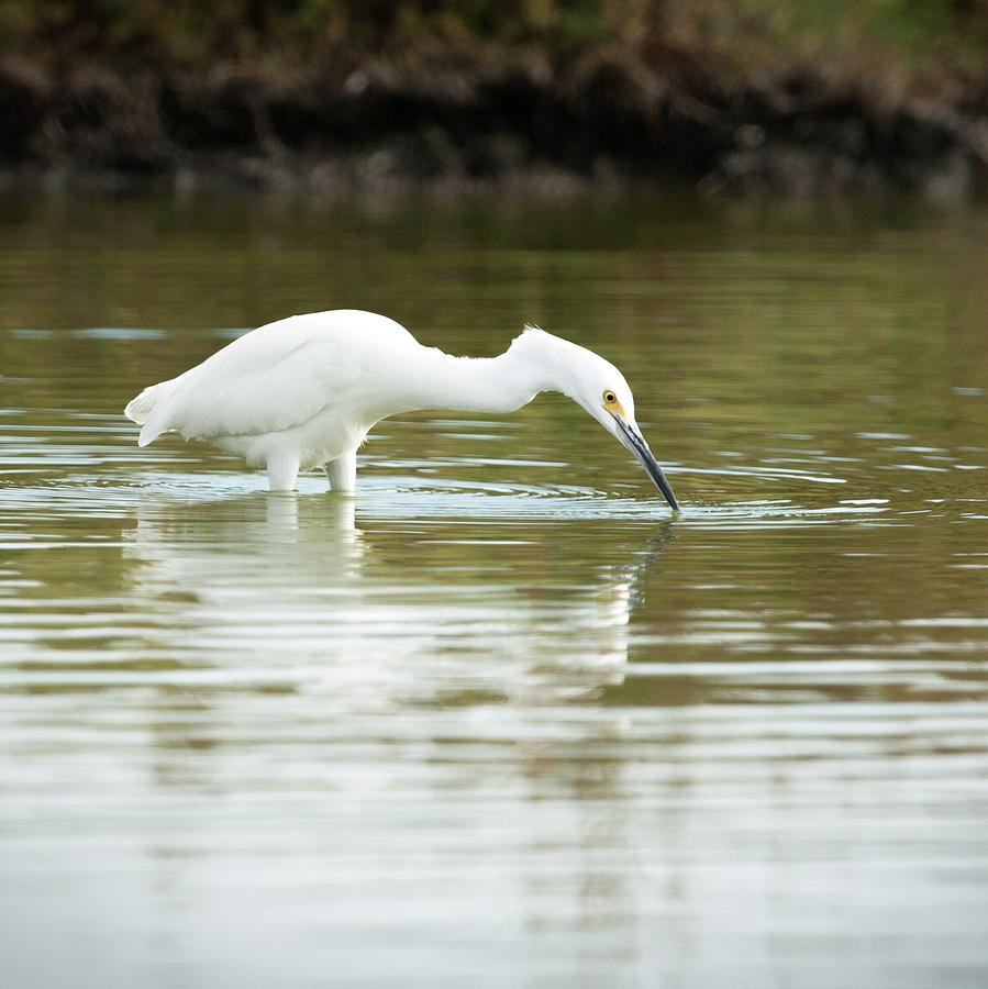 Egret Getting Lunch  Photograph by Catherine Lau