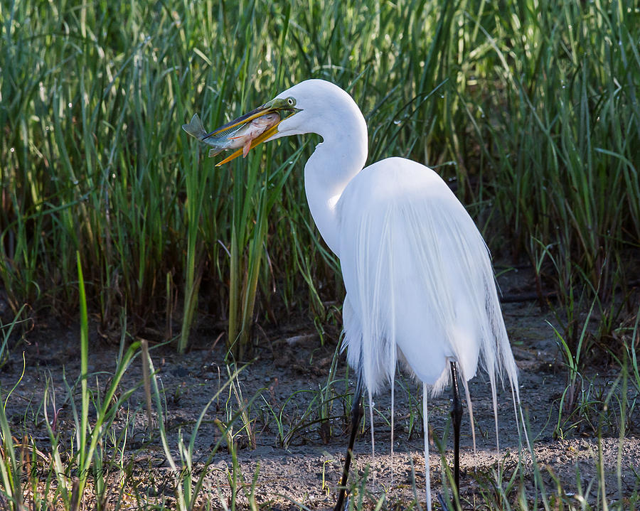 Great Egret Photograph by Gina Levesque - Fine Art America