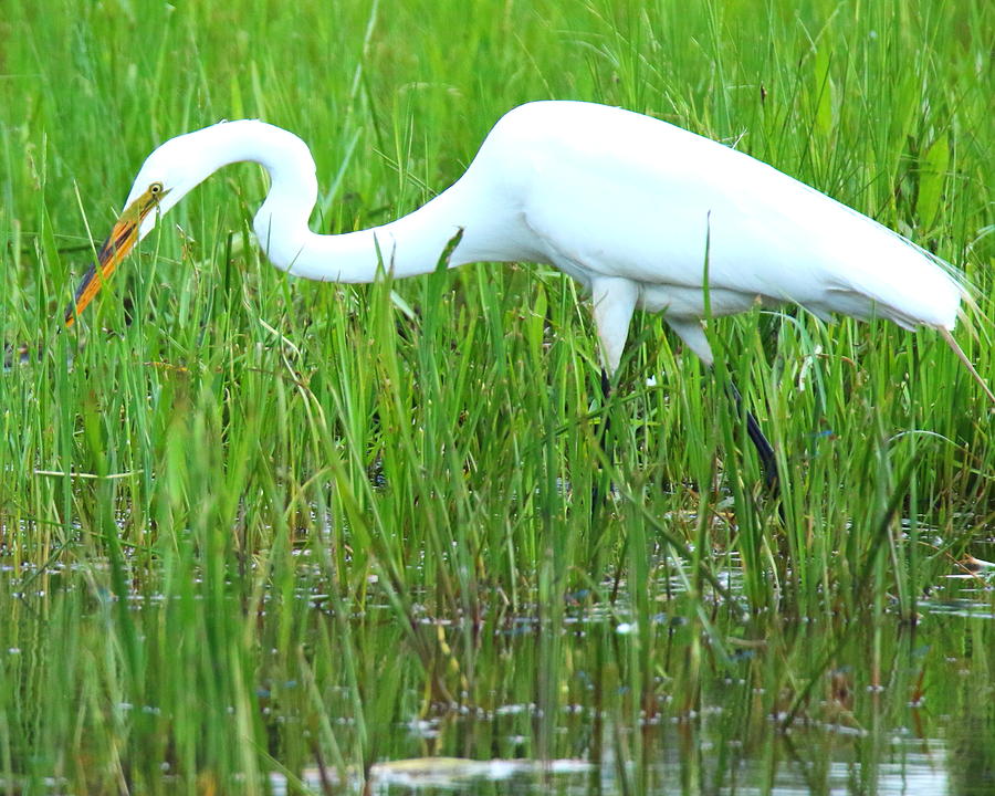Egret Hunting Photograph by Arvin Miner