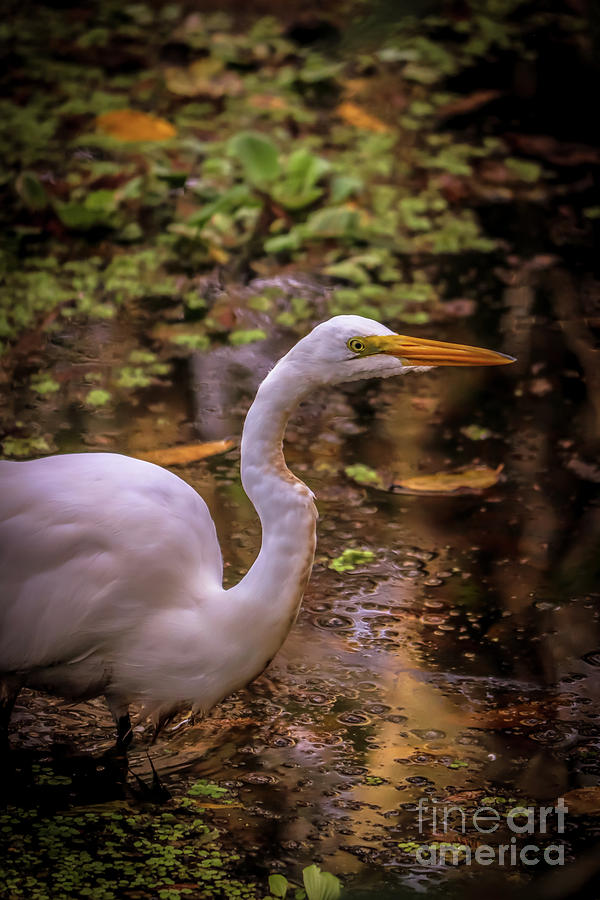 Egret hunting Photograph by Claudia M Photography