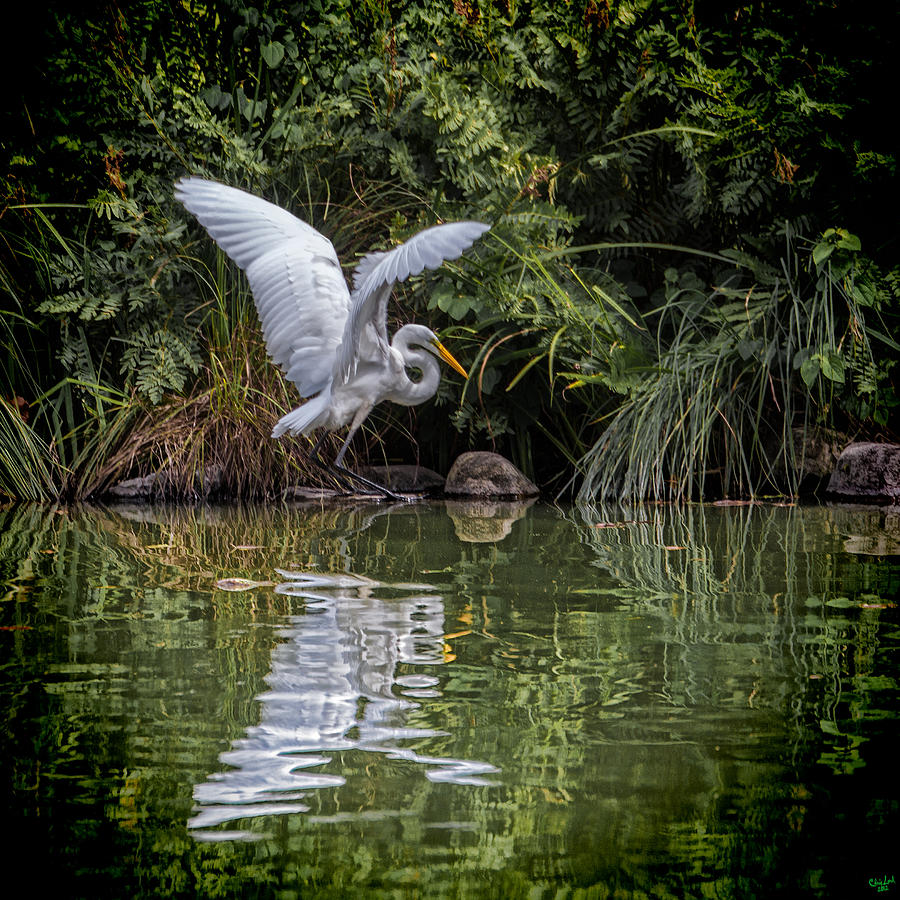 Egret Hunting for Lunch Photograph by Chris Lord