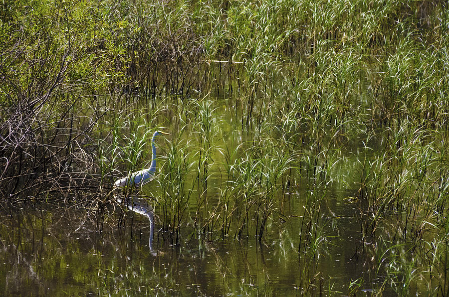 Egret Hunting in Reeds Photograph by Lynn Hansen