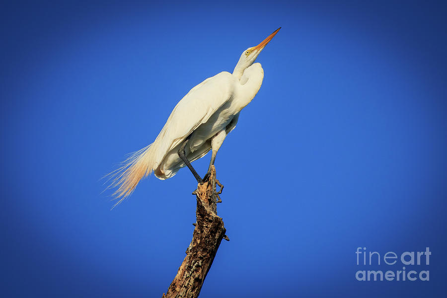 Egret in a Bare Tree by Richard Smith Egret in a Bare Tree by Richard Smith