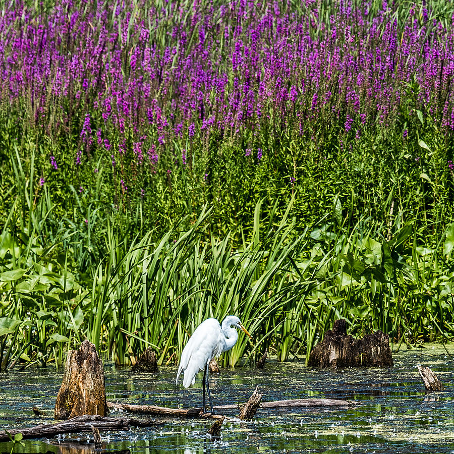 Egret in a Marsh Photograph by Paul Freidlund