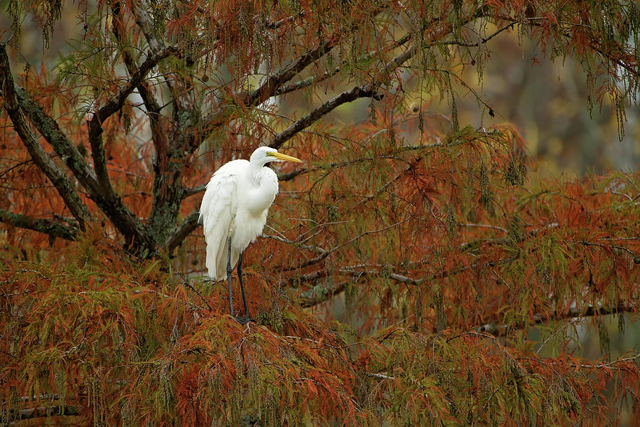 Egret in Autumn Photograph by Eilish Palmer