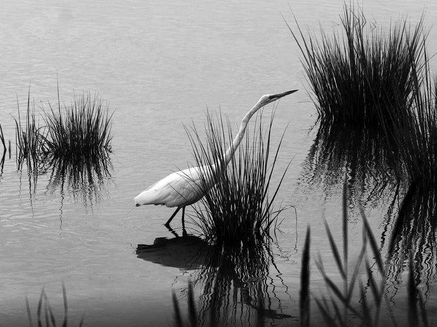 Egret in Black and White Photograph by Paul Ross