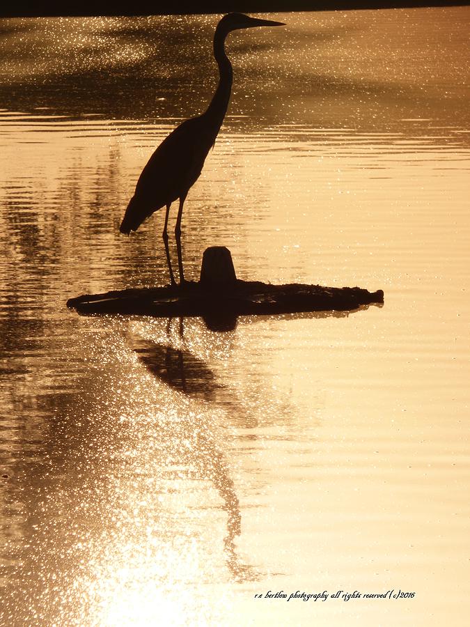 Egret Photograph - Egret in Champaign Sunrise by Russ Bertlow