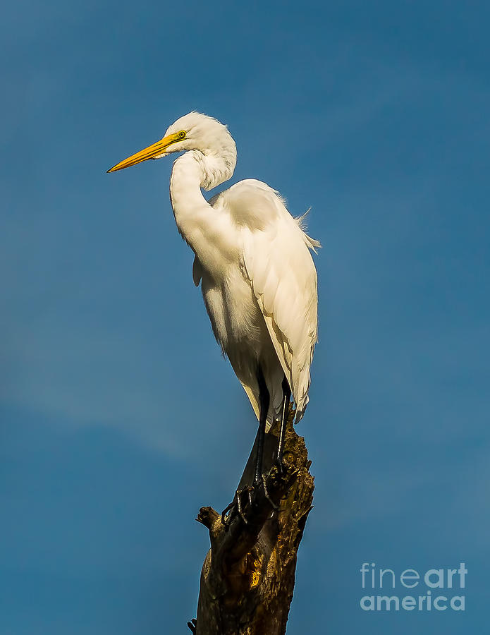 Egret in Chincoteague Photograph by Nick Zelinsky Jr