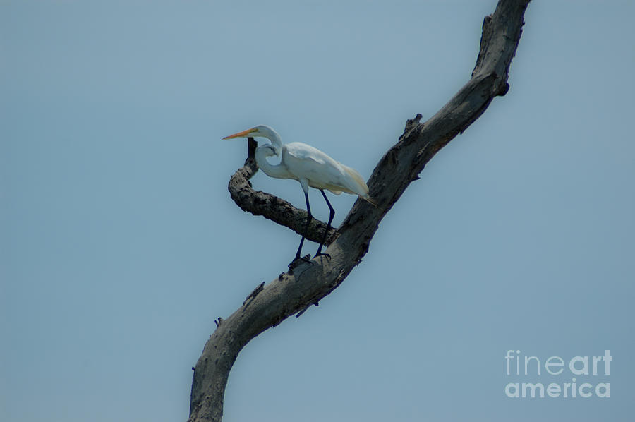 Egret in Dead Wood Tree Photograph by Dale Powell