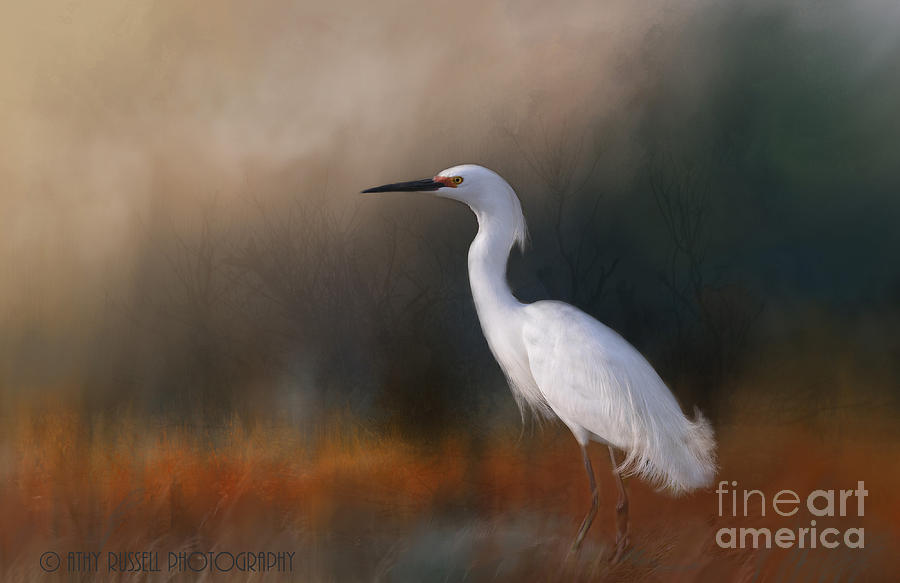 Egret In Field Photograph by Kathy Russell