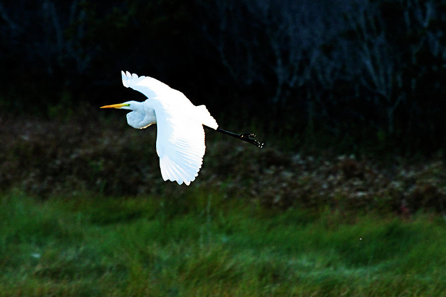 Egret in Flight 1 Photograph by Alan Hausenflock