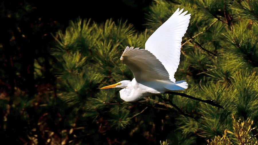 Egret in Flight 1 Photograph by Lara Ellis