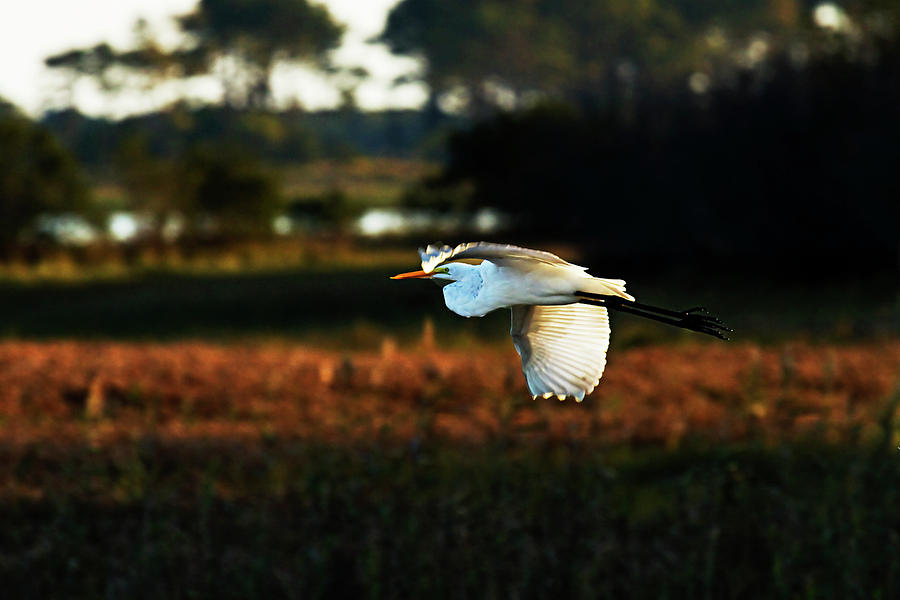 Egret in Flight 2 Photograph by Alan Hausenflock