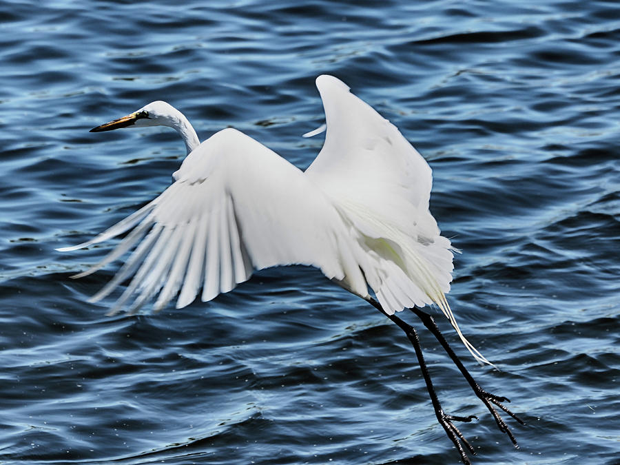 Egret in Flight 2 Photograph by C H Apperson