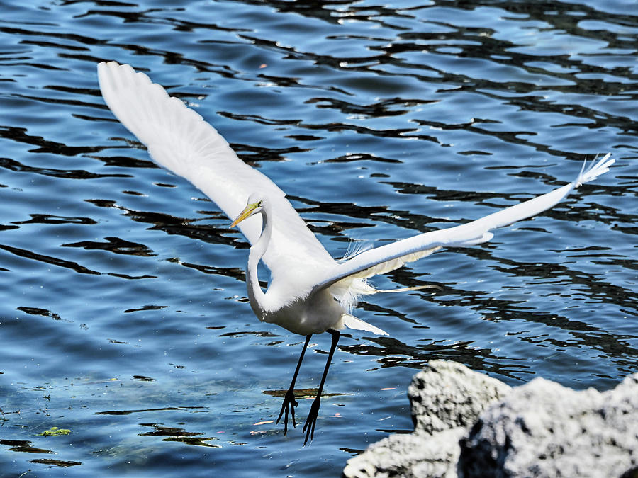 Egret in Flight 3 Photograph by C H Apperson