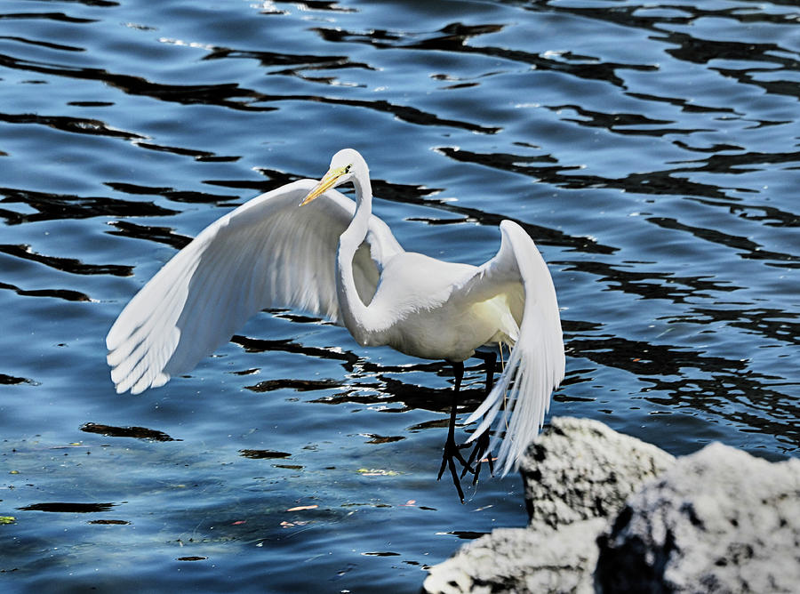 Egret in Flight Photograph by C H Apperson