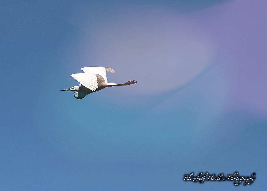 Egret in Flight Photograph by Elizabeth Harllee