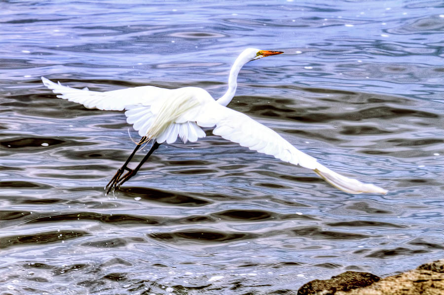Egret In Flight Photograph