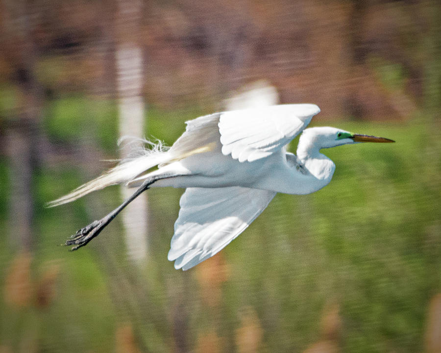 Egret in Flight Photograph by Ira Marcus