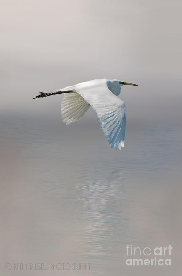 Egret in Flight Photograph by Kathy Russell
