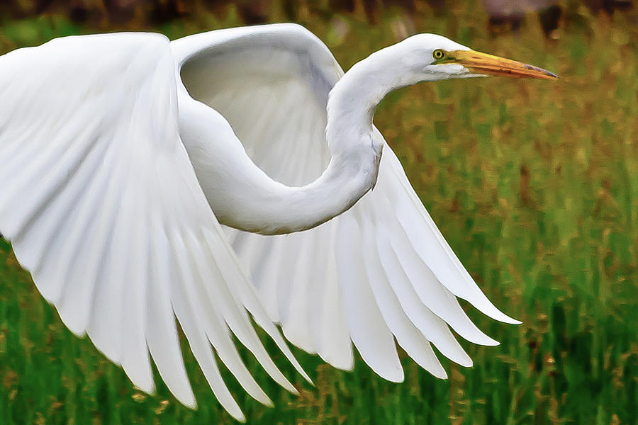 Egret in Flight by Kenneth F Konjevich Egret in Flight by Kenneth F Konjevich