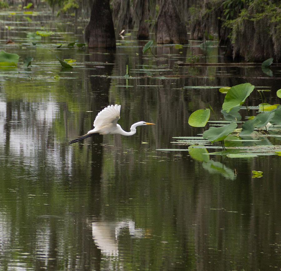 Egret In Flight by MaryAnn Barry Egret In Flight by MaryAnn Barry