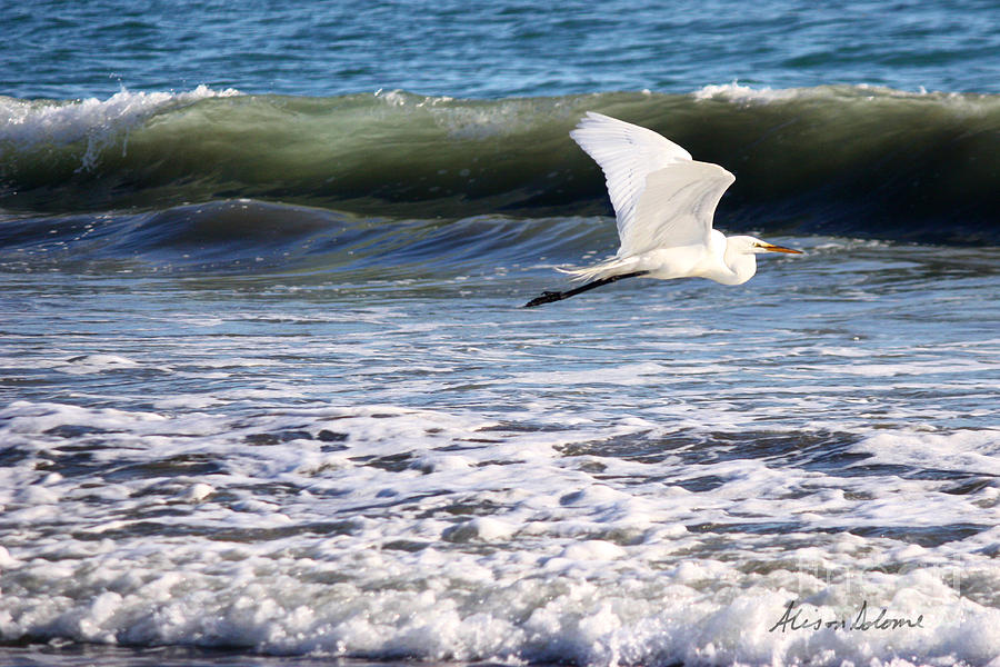 Egret In Flight Over Surf Photograph by Alison Salome