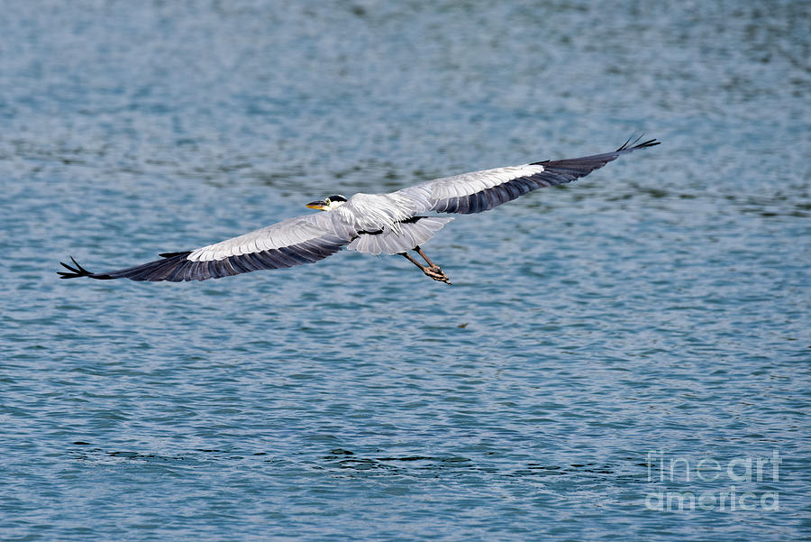 Great Blue Heron in flight Photograph by Paul Quinn