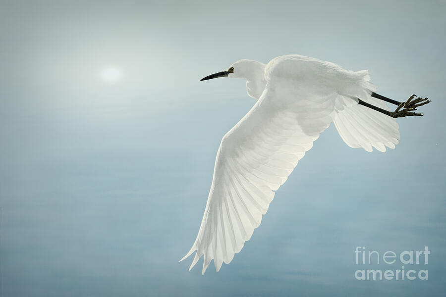 Egret Photograph - Egret In Flight by Priscilla Burgers