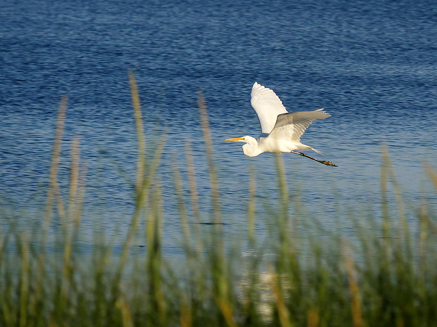 Egret in Flight Photograph by Richard Reeve